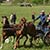 wy�cigi zaprz�g�w konnych