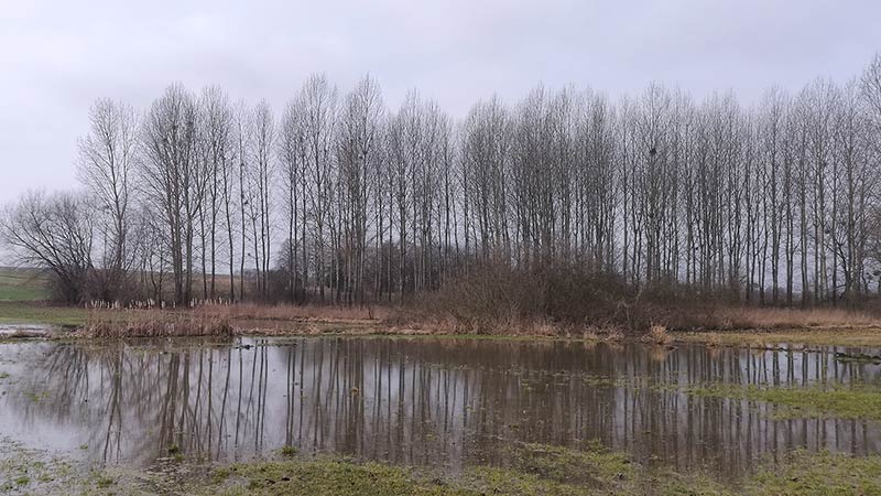 Roztopy na łąkach, drzewa odbijają się w wodzie