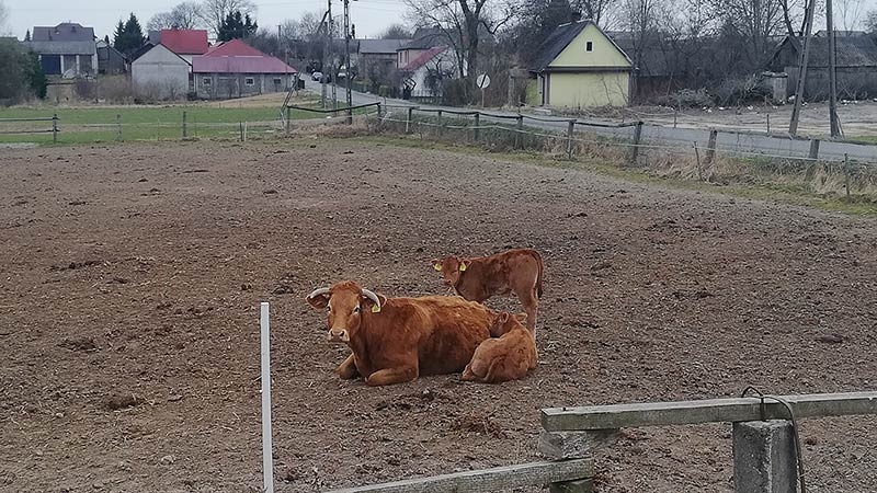 Krowa i dwa cielaki na tle wioski