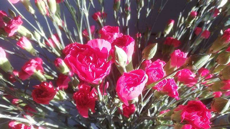 Pagórkowate pola pokryte sniegiem
