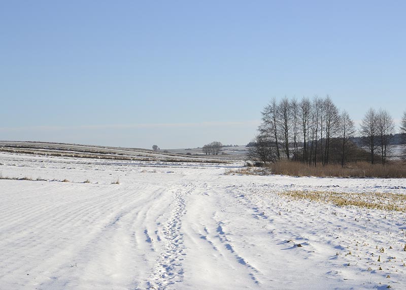 Droga ze sladami zwierząt