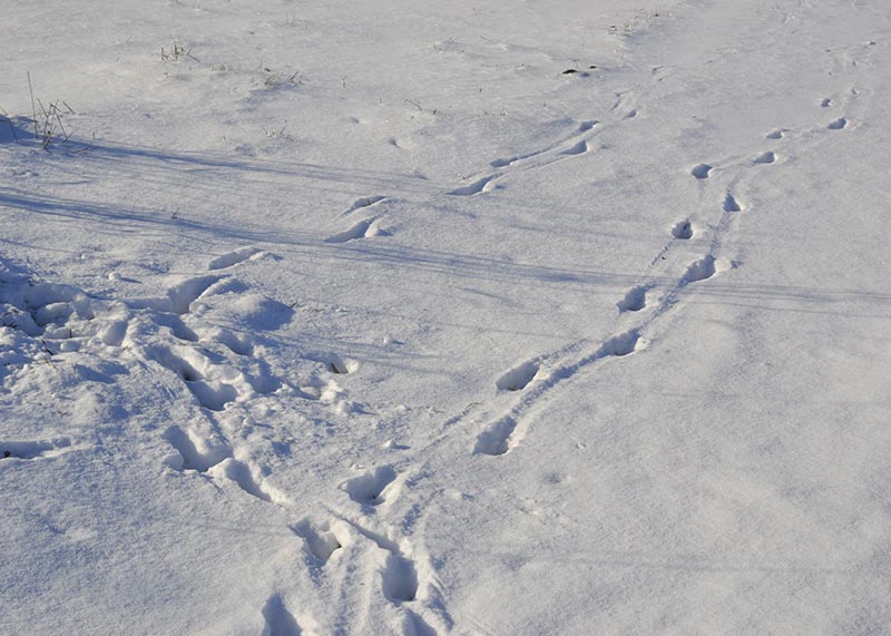 Ślady zwierząt na śniegu