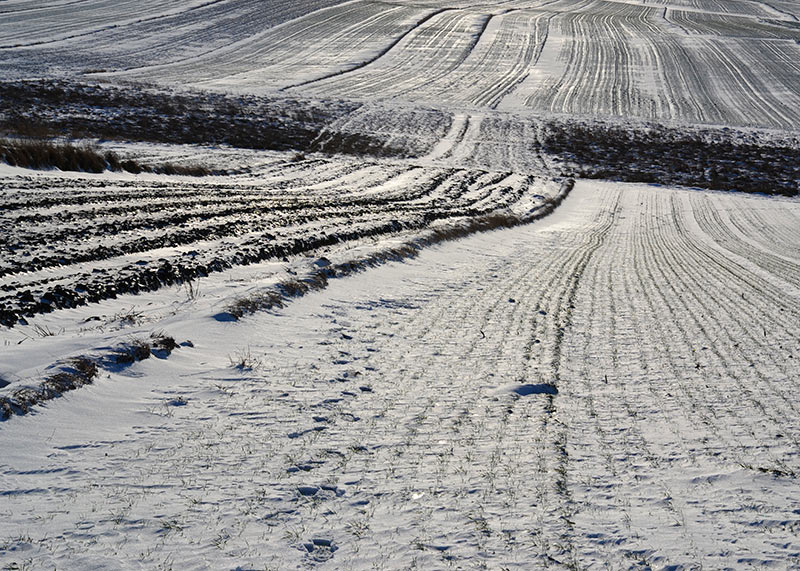 Pagórkowate pola pokryte sniegiem