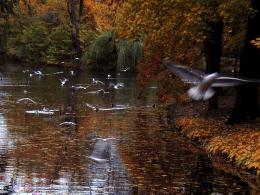ptaki lecą nad stawem