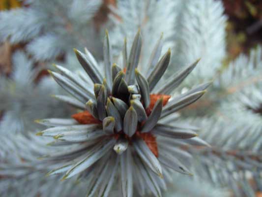 roslina iglasta czubek