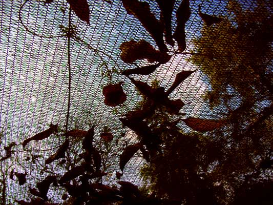 liście spadły na siatkę