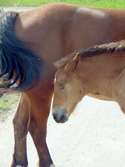 Kobyła ze źrebakiem