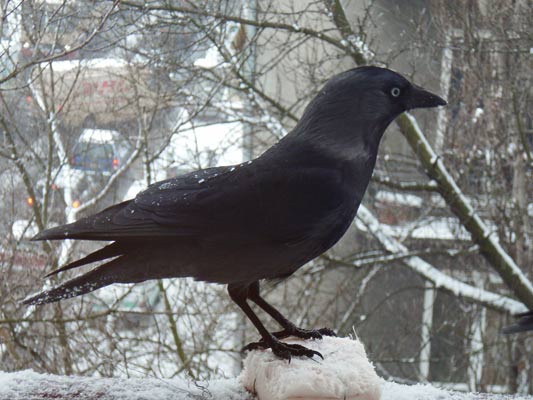 Blog ptak kawka