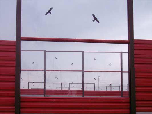 osłony akustyczne - ptaki