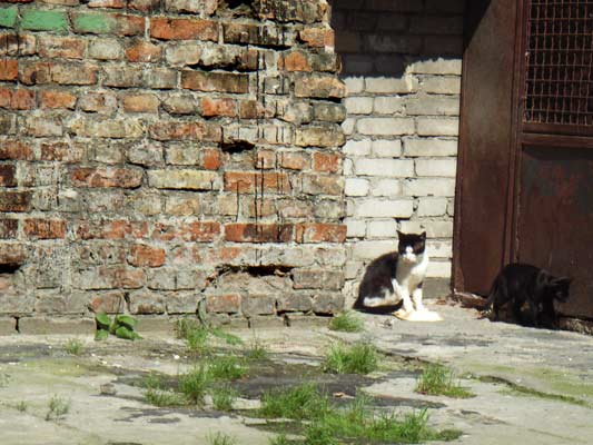 w kącie podwórka kot