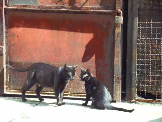 kocie podwórko - spotkanie