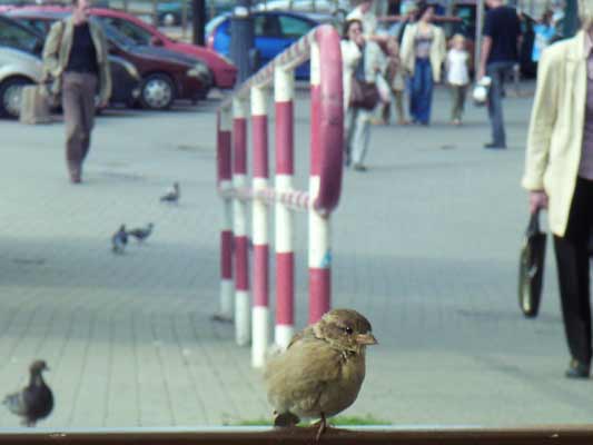 wróbelek