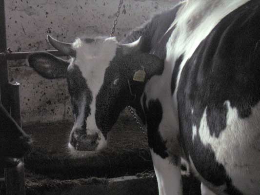 krowa dojna