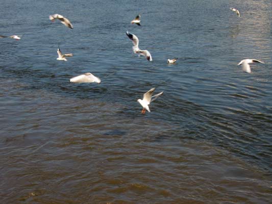 Ptaki latają nad Wisłą